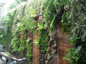 สวนแนวตั้ง (Vertical Garden) ผนังสีเขียว (Green wall) รูปที่ 4