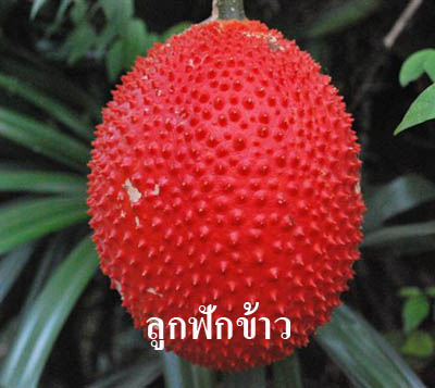 น้ำฟักข้าว Magna Gac สุดยอดเครื่องดื่มเพื่อสุขภาพ รูปที่ 2