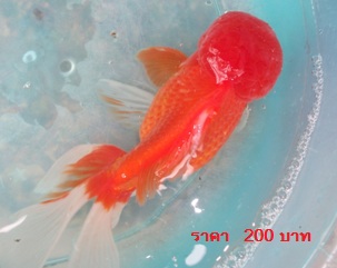 ขายปลาทองหัวหมวก หัววุ้น หนีน้ำท่วมครับ รูปที่ 3