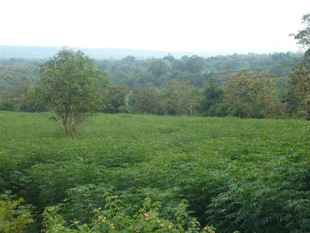 สวนยางและฟาร์ม 500 ไร่ เชียงราย(Farms 500 Rai of rubber and Chiang Rai) รูปที่ 7