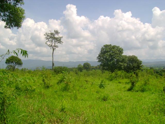 สวนยางและฟาร์ม 500 ไร่ เชียงราย(Farms 500 Rai of rubber and Chiang Rai) รูปที่ 2