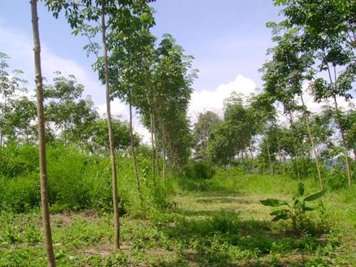 สวนยางและฟาร์ม 500 ไร่ เชียงราย(Farms 500 Rai of rubber and Chiang Rai) รูปที่ 1