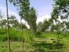 รูปย่อ สวนยางและฟาร์ม 500 ไร่ เชียงราย(Farms 500 Rai of rubber and Chiang Rai) รูปที่1
