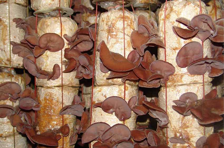 เห็ดโคนญี่ปุ่น รูปที่ 4