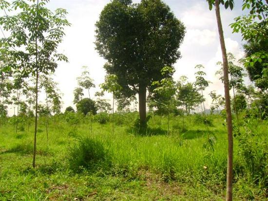 สวนยางและฟาร์ม 500 ไร่ เชียงราย(Farms 500 Rai of rubber and Chiang Rai) รูปที่ 4