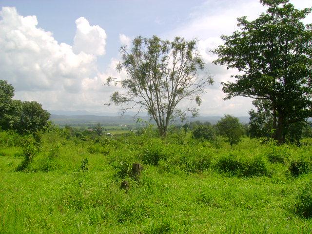 สวนยางและฟาร์ม 500 ไร่ เชียงราย(Farms 500 Rai of rubber and Chiang Rai) รูปที่ 3