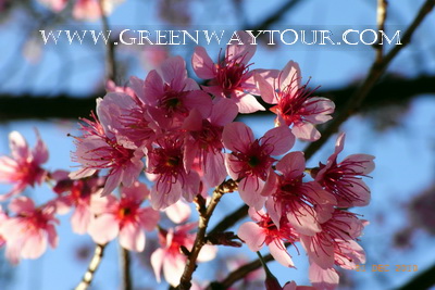 สามดอยสีชมพู ขุนวาง ขุนช่างเคี่ยน ขุนแม่ยะ ซากุระเมืองไทย โครงการหลวงบ้านวัดจันทร์ รูปที่ 1