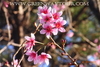 รูปย่อ สามดอยสีชมพู ขุนวาง ขุนช่างเคี่ยน ขุนแม่ยะ ซากุระเมืองไทย โครงการหลวงบ้านวัดจันทร์ รูปที่3