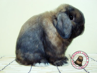 BUNNY VILLA* Great Quality Holland Lop Only. รูปที่ 3