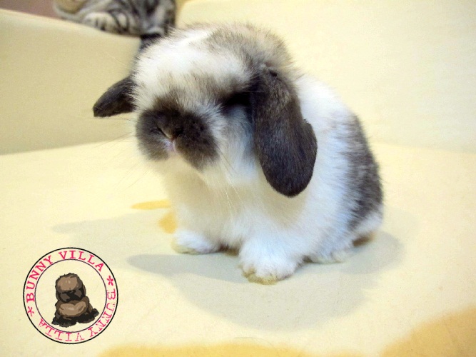 BUNNY VILLA* Great Quality Holland Lop Only. รูปที่ 6