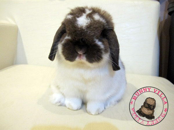 BUNNY VILLA* Great Quality Holland Lop Only. รูปที่ 4