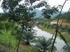 รูปย่อ สวนยาง 450 ไร่ เชียงราย(450 rai of rubber plantation in Chiang Rai)  รูปที่3