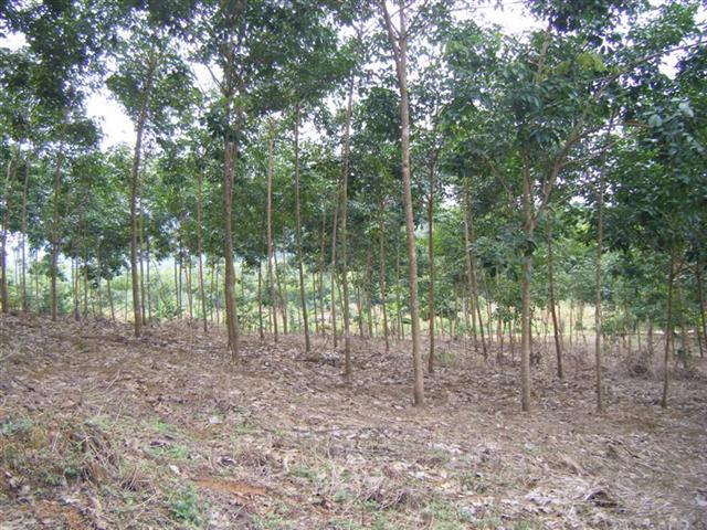 สวนยาง 450 ไร่ เชียงราย(450 rai of rubber plantation in Chiang Rai)  รูปที่ 1