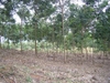 รูปย่อ สวนยาง 450 ไร่ เชียงราย(450 rai of rubber plantation in Chiang Rai)  รูปที่1
