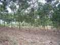 สวนยาง 450 ไร่ เชียงราย(450 rai of rubber plantation in Chiang Rai) 
