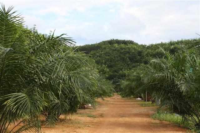 สวนยาง 450 ไร่ เชียงราย(450 rai of rubber plantation in Chiang Rai)  รูปที่ 4