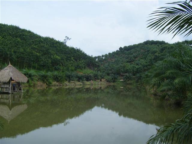 สวนยาง 450 ไร่ เชียงราย(450 rai of rubber plantation in Chiang Rai)  รูปที่ 6