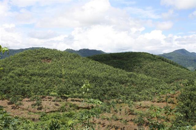 สวนยาง 450 ไร่ เชียงราย(450 rai of rubber plantation in Chiang Rai)  รูปที่ 7