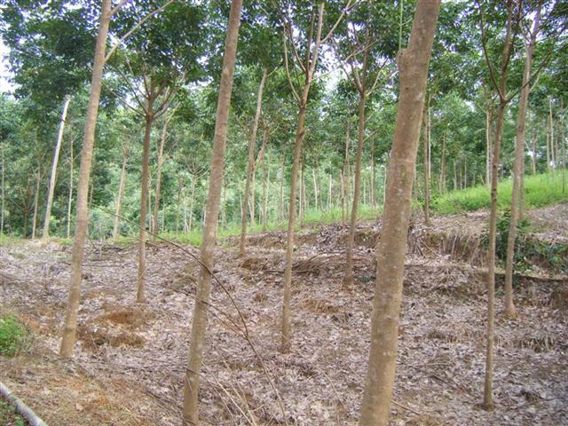สวนยาง 450 ไร่ เชียงราย(450 rai of rubber plantation in Chiang Rai)  รูปที่ 2
