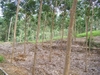รูปย่อ สวนยาง 450 ไร่ เชียงราย(450 rai of rubber plantation in Chiang Rai)  รูปที่2