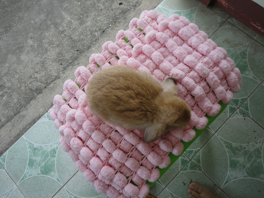 ขาย HL100 อ้วน ๆ กลม ๆ ราคากันเองจ้า รูปที่ 3