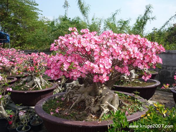 บ้านสวนชวนชมพิจิตร จำหน่ายชวนชมหลากหลายสายพันธุ์ www.krupe2007.com รูปที่ 5
