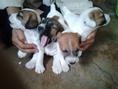 ขายลูกสุนัข  Jack Russell Terrier ราคา 4000-5000 บาท แท้ 100%