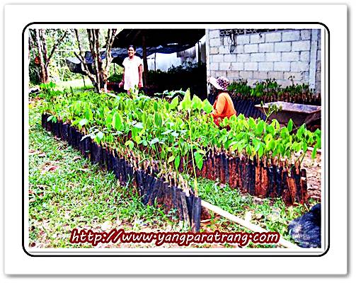 รับจองกล้าพันธุ์ยางพาราคุณภาพ จากตรัง รูปที่ 3