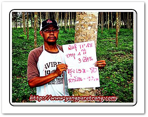 รับจองกล้าพันธุ์ยางพาราคุณภาพ จากตรัง รูปที่ 4
