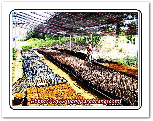 รับจองกล้าพันธุ์ยางพาราคุณภาพ จากตรัง รูปที่ 6