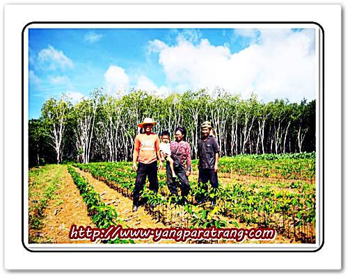 รับจองกล้าพันธุ์ยางพาราคุณภาพ จากตรัง รูปที่ 5