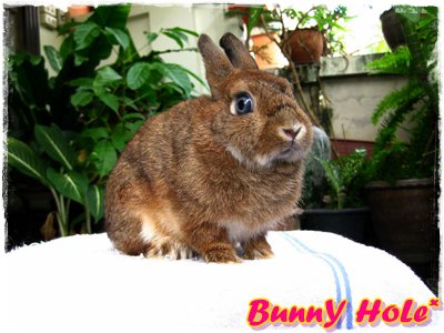 @_= จำหน่ายลูกกระต่ายฮอลแลนด์ลอปแท้,กระต่ายแคระ(ND) และอื่นๆ ราคากันเอง มีใบ Pedigree รูปที่ 1