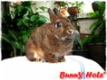 @_= จำหน่ายลูกกระต่ายฮอลแลนด์ลอปแท้,กระต่ายแคระ(ND) และอื่นๆ ราคากันเอง มีใบ Pedigree