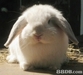 รูปย่อ @_= จำหน่ายลูกกระต่ายฮอลแลนด์ลอปแท้,กระต่ายแคระ(ND) และอื่นๆ ราคากันเอง มีใบ Pedigree รูปที่4