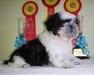 รูปย่อ SHIHTZU จำหน่ายชิห์สุทั้งเกรดประกวดและเกรดเลี้ยงเล่น ...............SHIHTZU รูปที่1