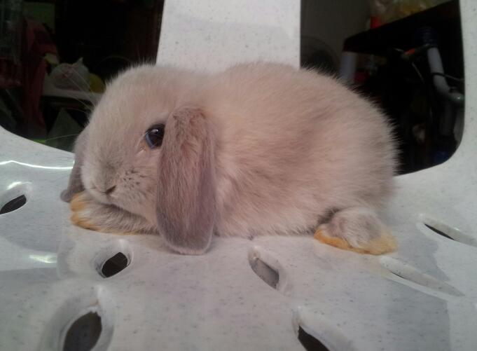 ขายน้องHL100 ราคาเบาๆๆ เริ่มที่ 800 ค๊า มีหลายตัวหลายสึค๊า รูปที่ 5