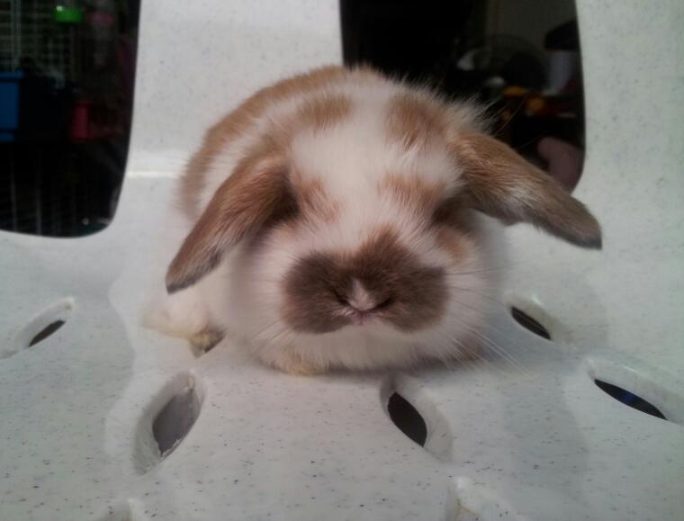 ขายน้องHL100 ราคาเบาๆๆ เริ่มที่ 800 ค๊า มีหลายตัวหลายสึค๊า รูปที่ 3