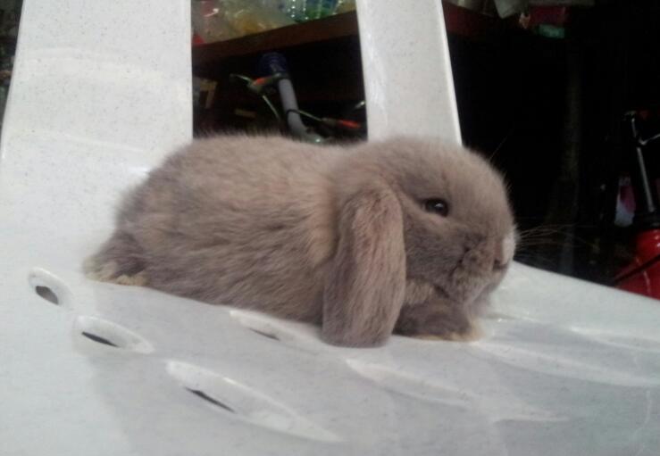 ขายน้องHL100 ราคาเบาๆๆ เริ่มที่ 800 ค๊า มีหลายตัวหลายสึค๊า รูปที่ 4