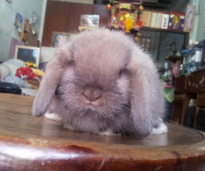 ขายน้องHL100 ราคาเบาๆๆ เริ่มที่ 800 ค๊า มีหลายตัวหลายสึค๊า รูปที่ 6