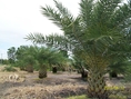 ไร่ ศ. ยางสูง จำหน่ายต้นปาล์มประดับ หลายพันต้น แยกขาย เหมาไร่ ปาล์มสวย เปลือกงาม(ปากช่อง)