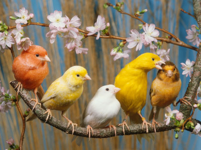 หาคีรีบูน เพศเมีย และเพศผู้ รูปที่ 3