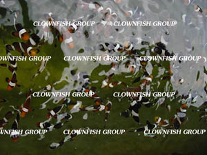 ขายปลาการ์ตูนทุกสายพันธุ์ ในราคาเบาๆๆ สำหรับคนรักปลา (เป็นปลาเพาะนะคับ) รูปที่ 1