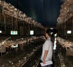 อบรมเพาะเห็ดฟางโรงเรือน 2 วัน_ifarm รูปที่ 7