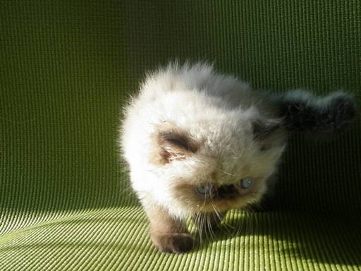 ขายลูกแมวหิมาลายันบลูพอยท์และเรดพอยท์  รูปที่ 4