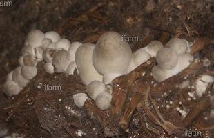 อบรมเพาะเห็ดฟางโรงเรือน 2 วัน_ifarm รูปที่ 6
