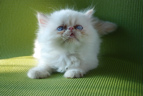ขายลูกแมวหิมาลายันบลูพอยท์และเรดพอยท์  รูปที่ 3