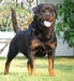 รูปย่อ ขายลูกสุนัขพันธุ์ร็อตไวเลอร์ (Rottweiler) ราคาไม่แพง!!! รูปที่5