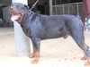รูปย่อ ขายลูกสุนัขพันธุ์ร็อตไวเลอร์ (Rottweiler) ราคาไม่แพง!!! รูปที่2