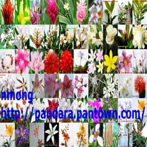 ขายต้นดอก ดาหลา มหาหงส์ บัวดิน ว่าน ฯลฯ รูปที่ 3