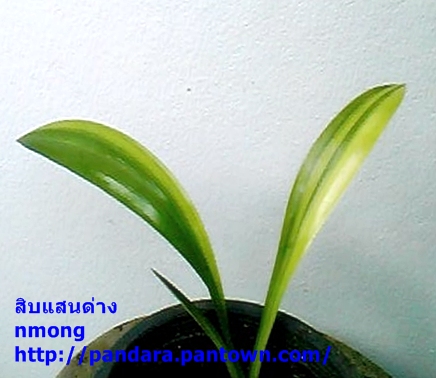 ขายต้นดอก ดาหลา มหาหงส์ บัวดิน ว่าน ฯลฯ รูปที่ 6